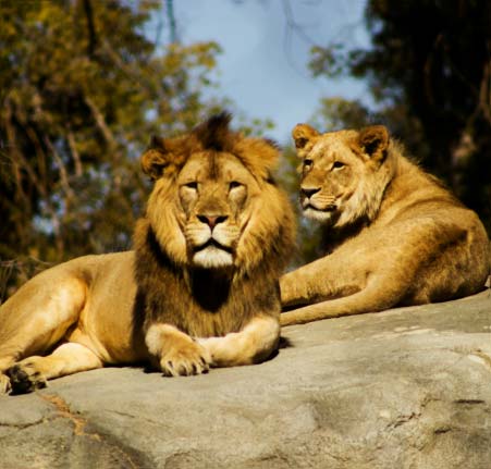 Gir: The Last Lion Refuge