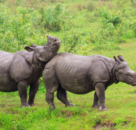 Kaziranga: The Rhino Realm