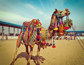 Pushkar Fair